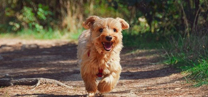 泰迪喂养方法和喂量