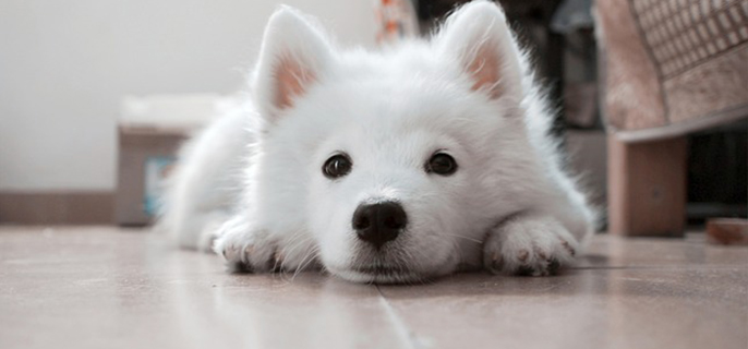 狗狗多大算成犬