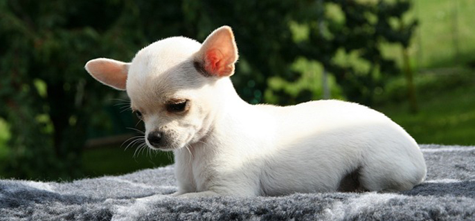 狗狗需要穿衣服吗