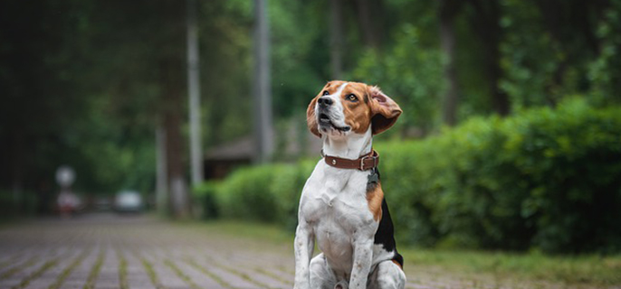 狗狗为什么不吃狗粮