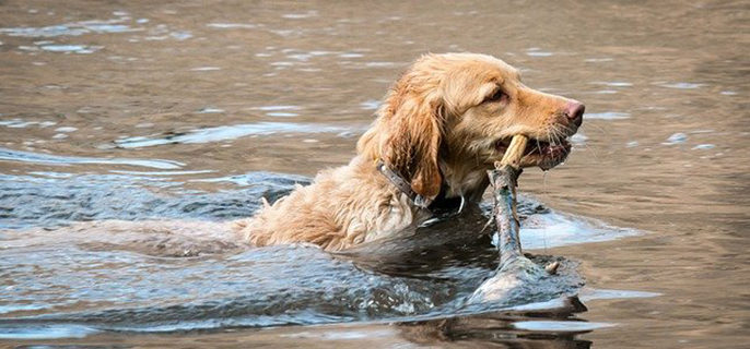 片中的缉毒犬是什么犬种
