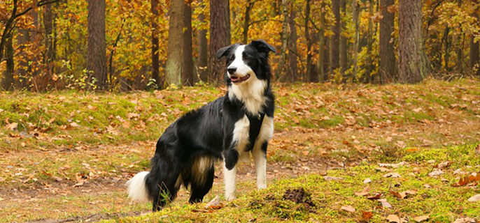 狗狗身上的蜱虫怎么去除简单方法