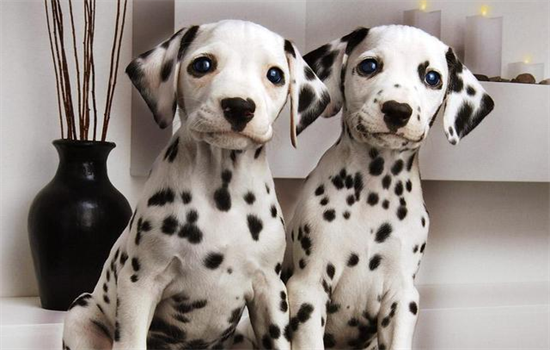 ​幼犬狗粮和成犬狗粮有什么不同