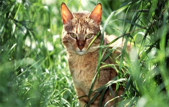 ​小公猫发腮最佳时刻是几个月