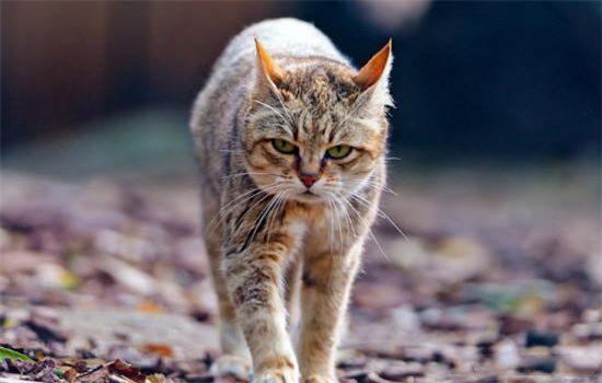 ​猫咪什么程度叫软便