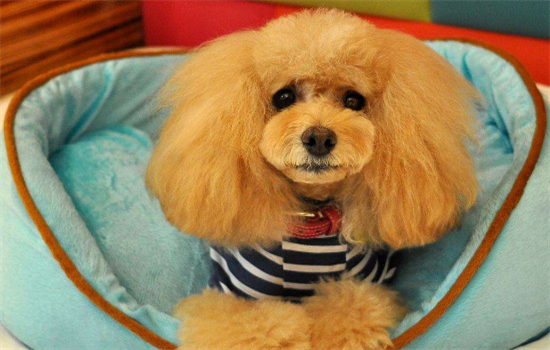 ​泰迪会咬人吗