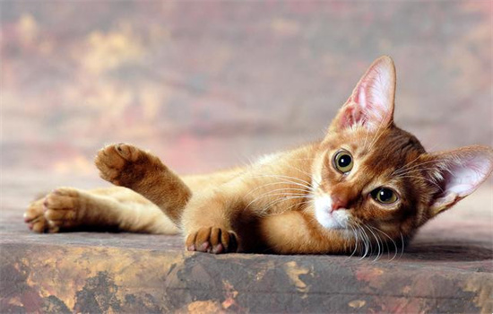 ​猫吃了老鼠药怎么办用简便方法