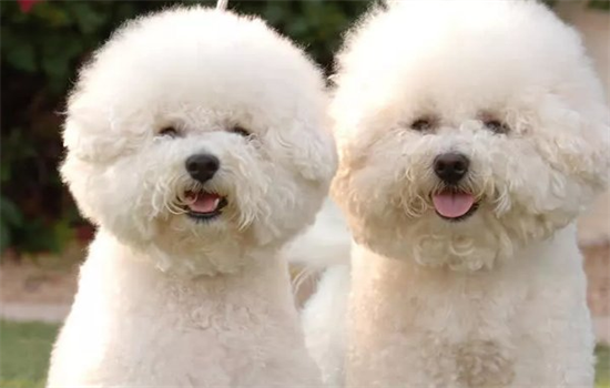 狗狗喜欢封闭式狗窝吗