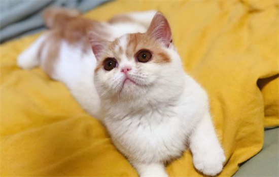 ​野猫一直叫是怎么回事