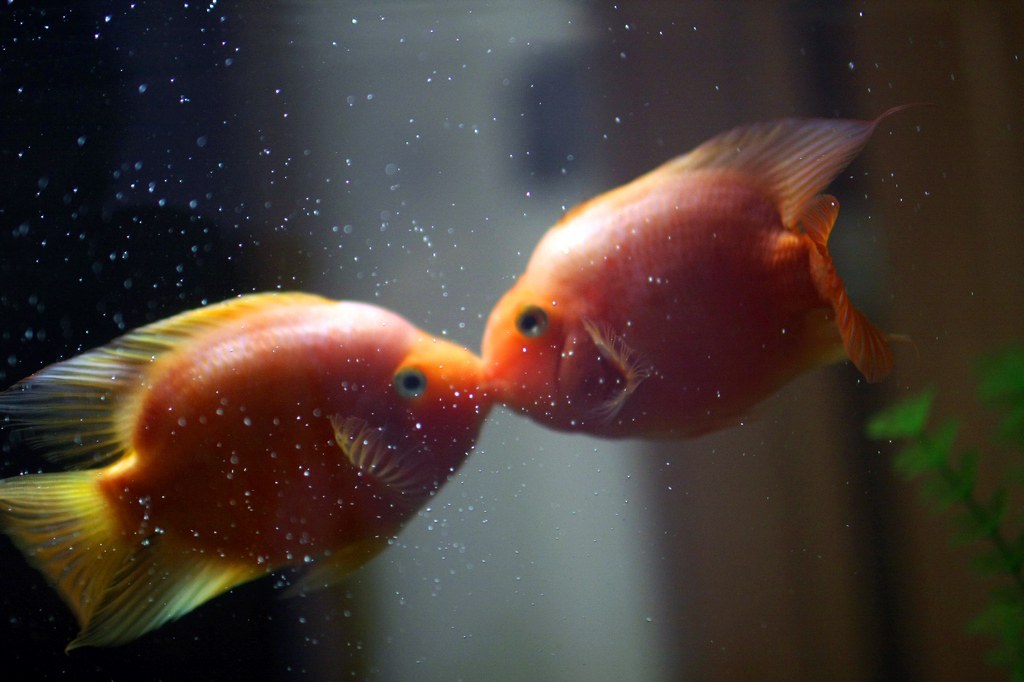 红鹦鹉鱼产卵怎么处理
