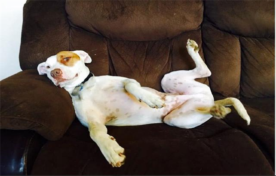 ​狗狗有眼屎怎么办吃点什么药