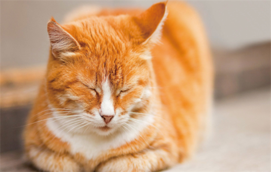​橘猫为啥容易胖