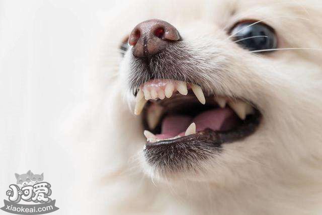 狗狗对主人龇牙，到底该不该打？