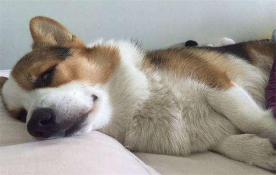 ​狗窝怎么做最简单