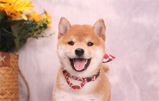​柴犬品相怎么看