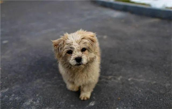 ​捡到流浪狗该怎么处理