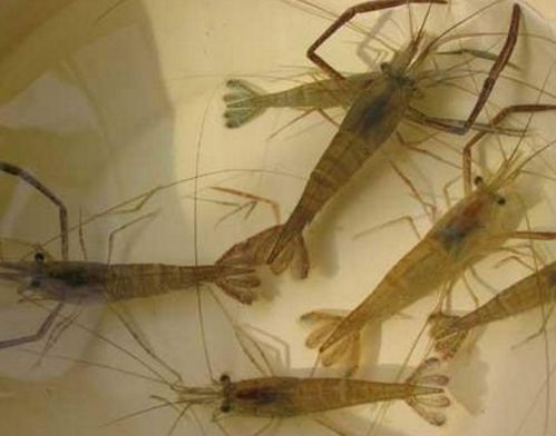 河虾喜欢吃什么食物?