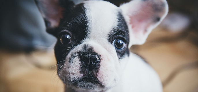 小狗长途托运过来要注意什么