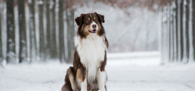 狗狗走路摔跤站不稳是什么原因