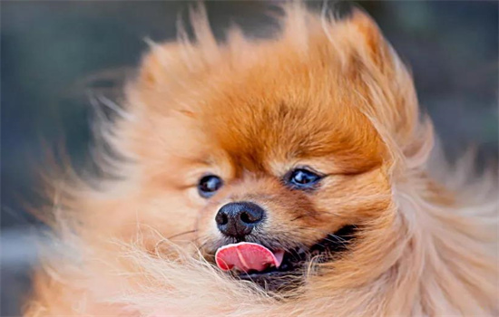 如何判断狗狗是不是在笑