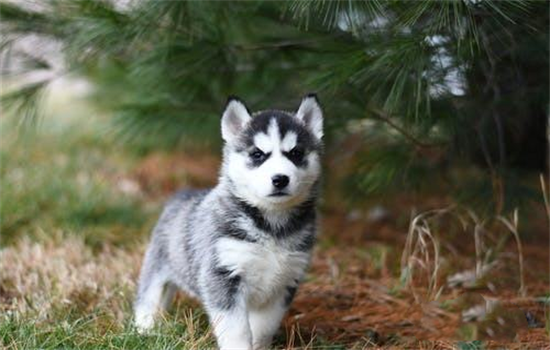 西伯利亚雪橇犬属于什么犬型