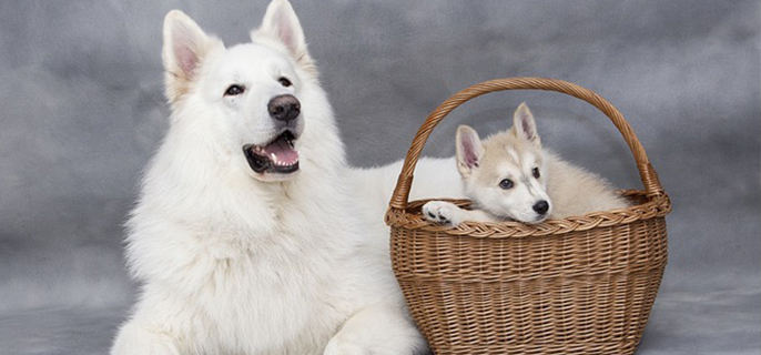 萨摩耶把你当主人的表现