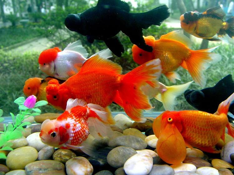 泰狮苗一个月能长几厘米