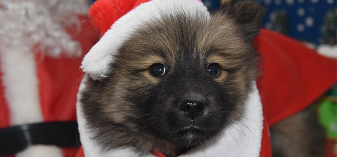 宠物平安过年，铲屎官须知！