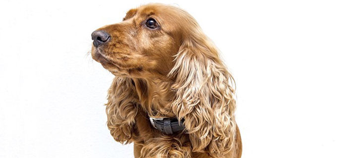 可卡犬掉毛吗