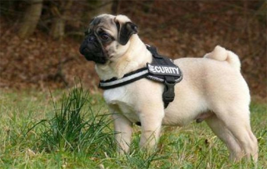 ​成年犬换主人怎样适应