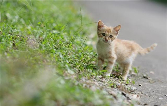 ​如何找到附近流浪猫