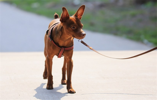 小鹿犬的智商排名第几