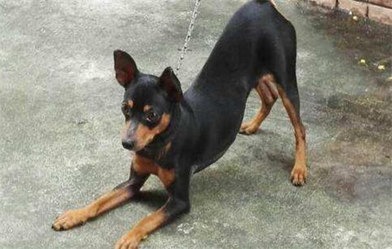 小鹿犬的智商排名第几