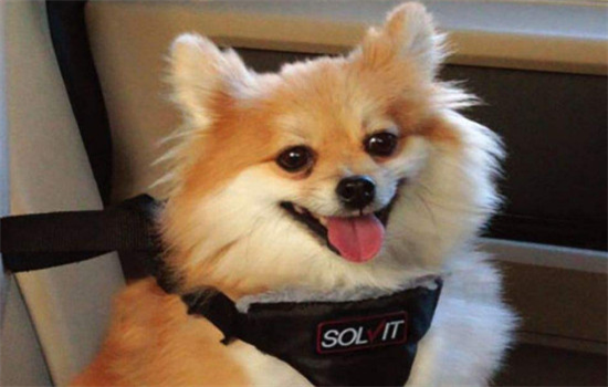 狗狗咳嗽吃什么药好使