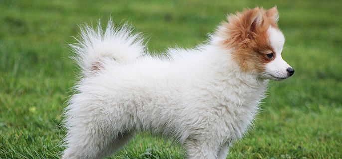 狗狗挠地是咋回事