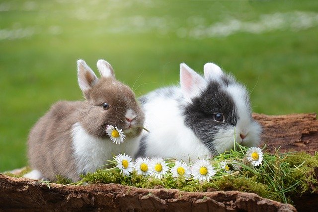兔子一抱就蹬怎么办呢