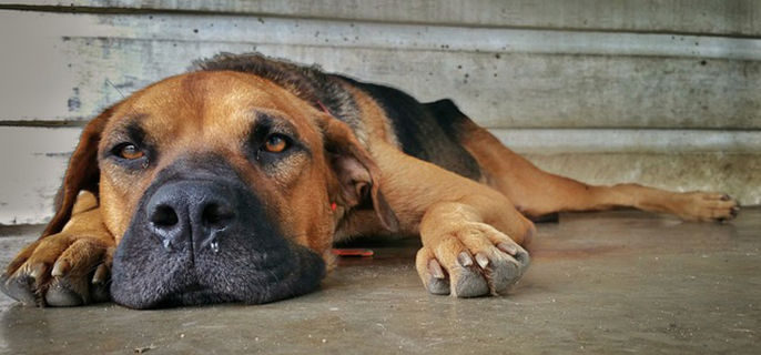 狗狗为什么不能吃菠菜