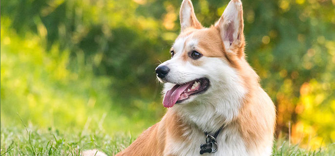 柯基能吃香蕉吗