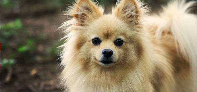 宠物狗能吃有盐的食物吗