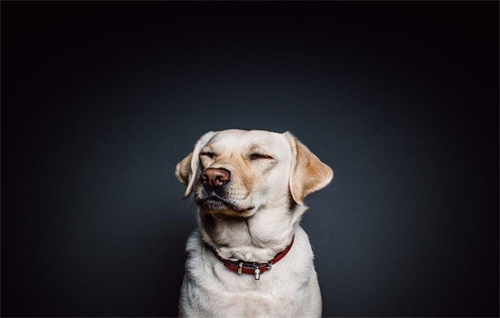 狗狗不吃不喝怎么办