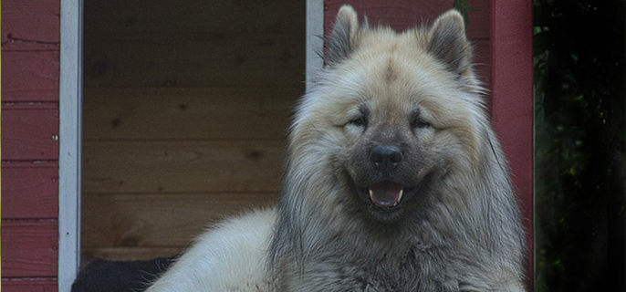 松狮是大型犬吗
