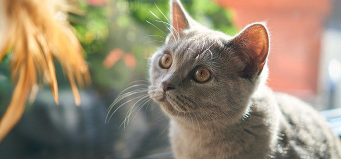 猫毛分层是什么情况