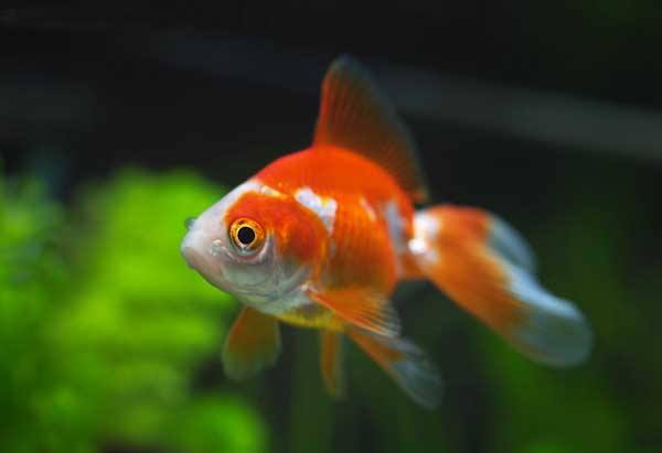 泰狮正常能养到多大