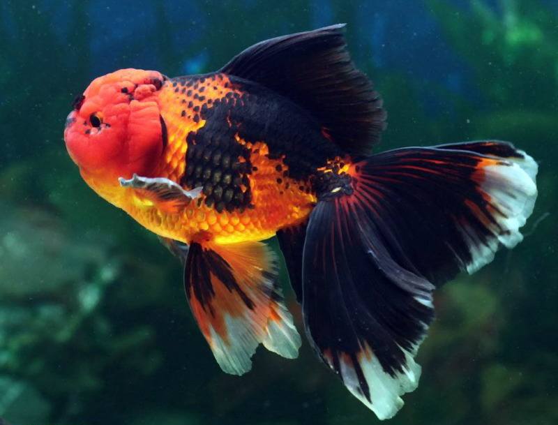 60乘40缸养几只泰狮