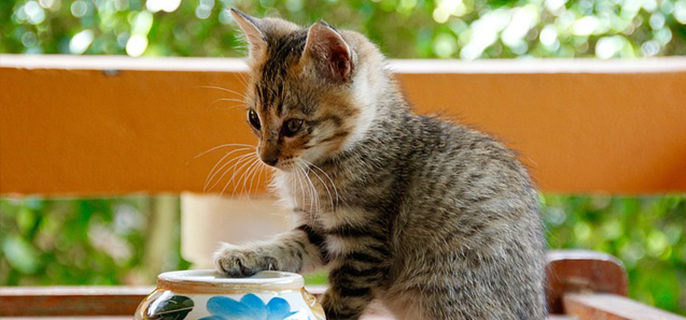 猫咪掉毛季节几月份