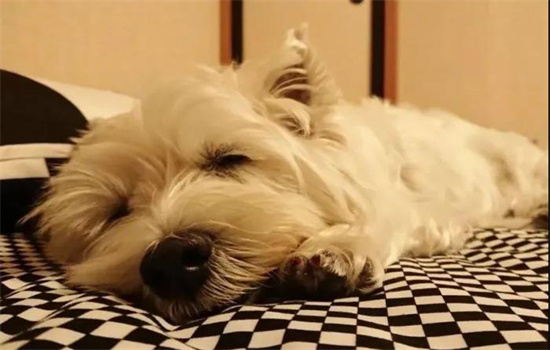 ​隔离14天宠物怎么办