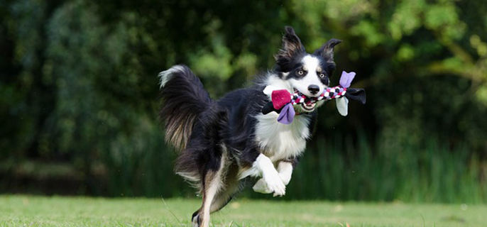 狗狗不能吃的食物有哪些