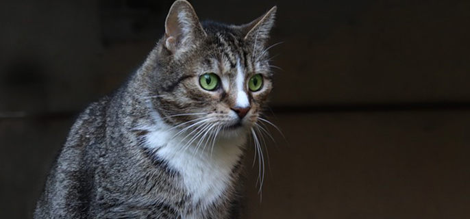 猫会怕冷么冬天