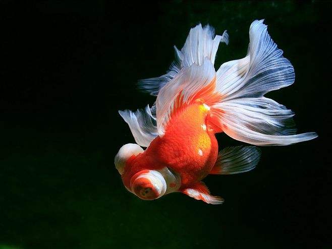 蝴蝶鲤如何养出大七鳍