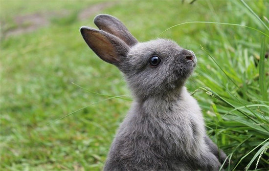 小兔子喜欢吃什么食物